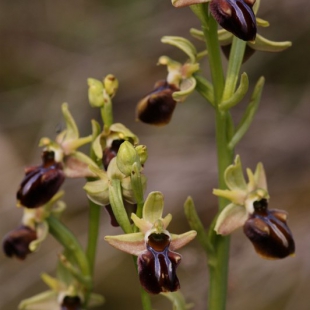 Ophrys sphegodes ssp mammosa